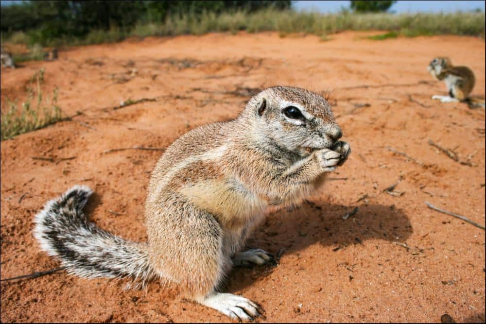 سنجاب الأرض الأفريقي Xerus