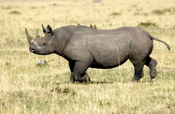 وحيد القرن الأسود حيوان منقرض