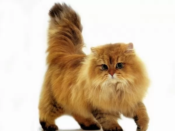 القطط الفارسية