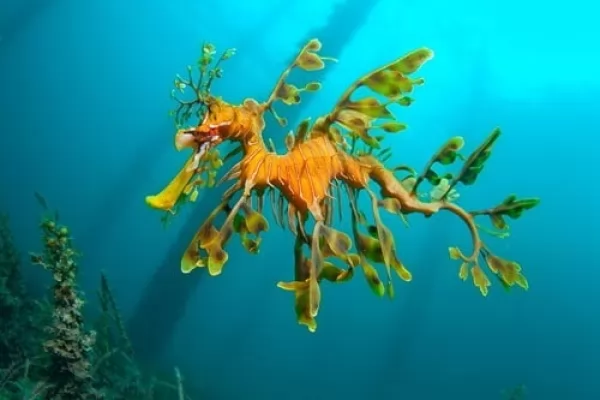 تنين البحر الخصب حيوان غريب