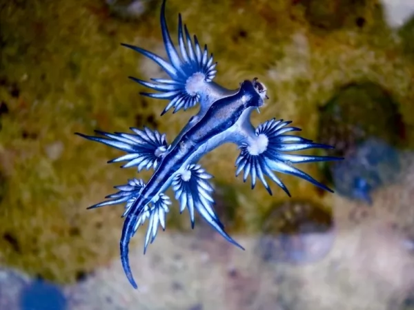 تنين البحر الأزرق حيوان غريب