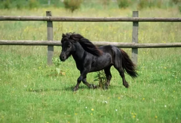 يعتبر الحصان القزم من أصغر الحيوانات الحية