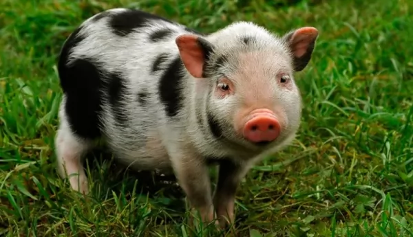 الخنزير القزم هو من أصغر الحيوانات الحية