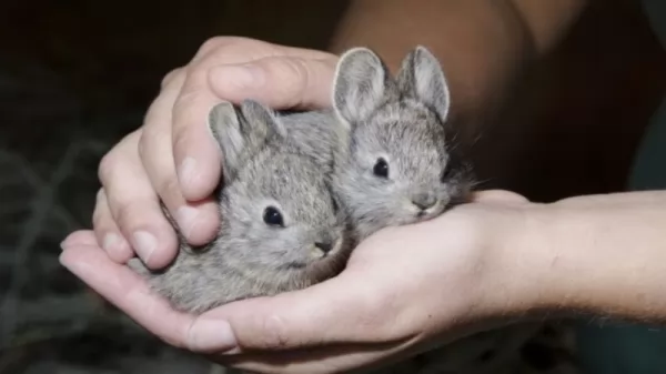 يعتبر الأرنب القزم من أصغر الحيوانات