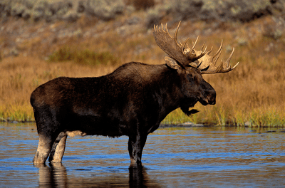 Moose 2.png