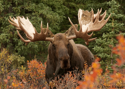 Moose 3.png