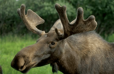 Moose 5.png