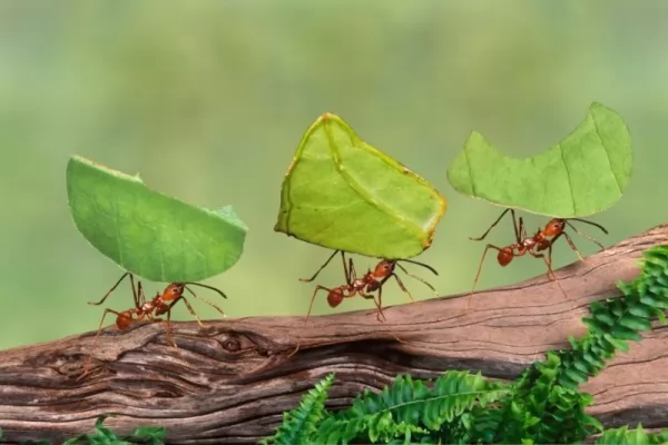 يعتبر النمل الذي يقطع الأوراق من أقوى الحيوانات في العالم