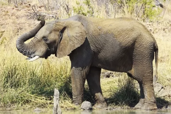 يعتبر فيل الغابة الأفريقي أحد أقوى الحيوانات في العالم