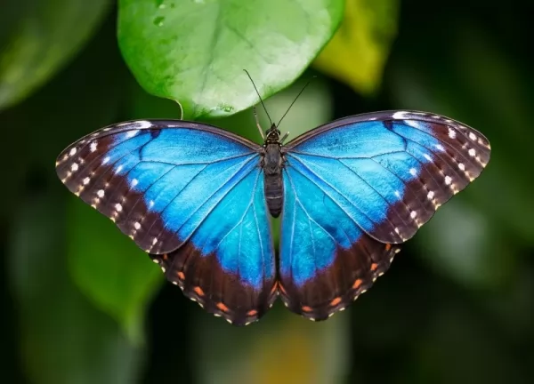 الفراشة الزرقاء مورفو هي حيوان الغابات المطيرة
