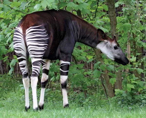 Okapi هو حيوان الغابات المطيرة