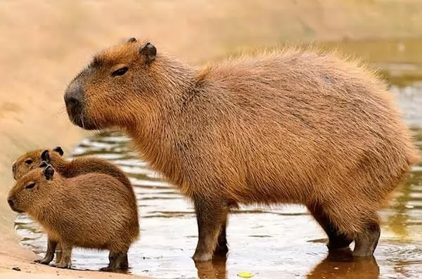 Capybara هو حيوان الغابات المطيرة