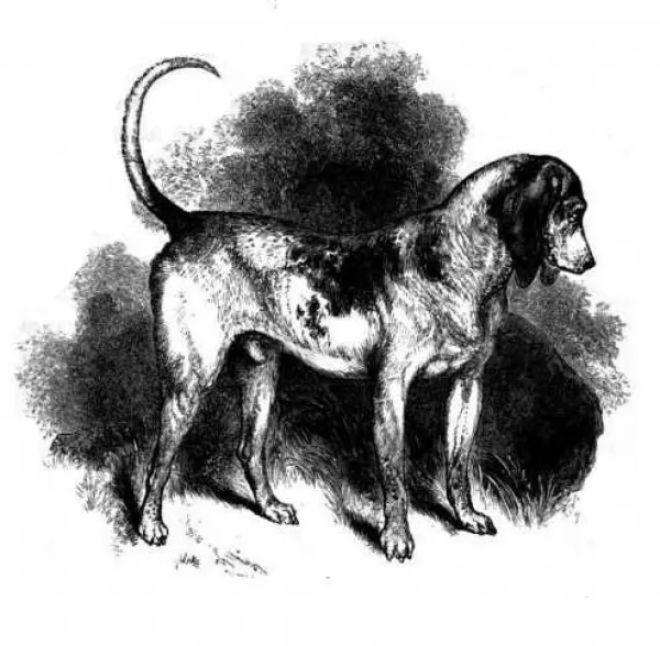 كلب الصيد الجنوبي هو سلالة منقرضة من الكلاب