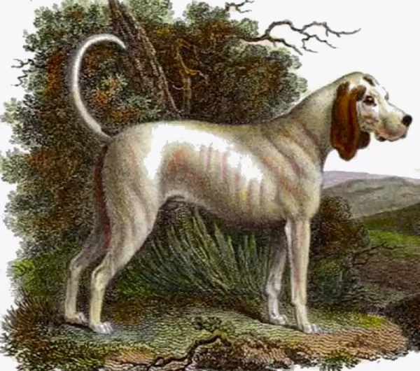 تالبوت هو سلالة من الكلاب المنقرضة