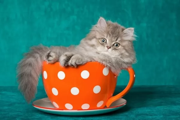القطط الشيرازية هي فنجان الشاي