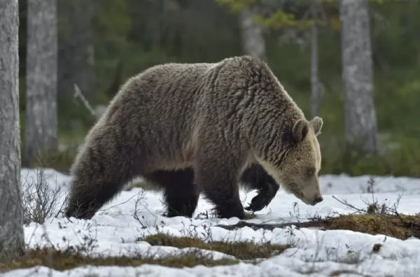 أشيب الدب حيوان القطب الشمالي