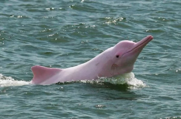 الدلفين الأبيض بيجي حيوان منقرض