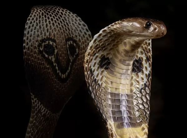 معلومات عن أفعى الكوبرا طرق العيش الغذاء بيئتها التربية المنزلية و التكاثر ثعبان الكوبرا
