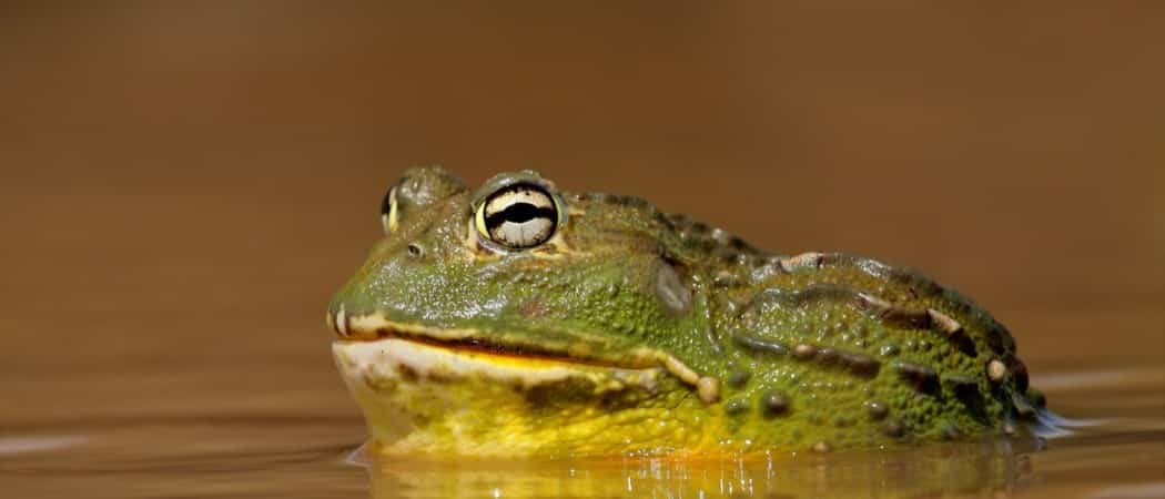 حقائق عن حيوان الضفدع الأفريقي | Pyxicephalus adspersus - موسوعة عالم ...