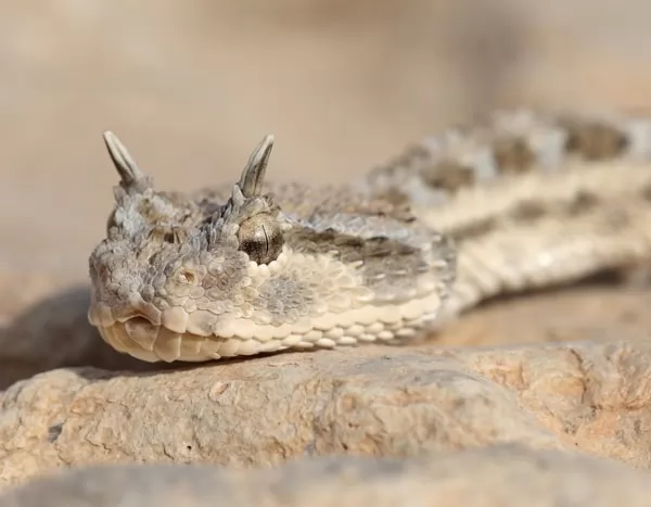 ثعبان الريش