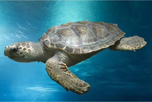 تتنفس السلاحف البحرية