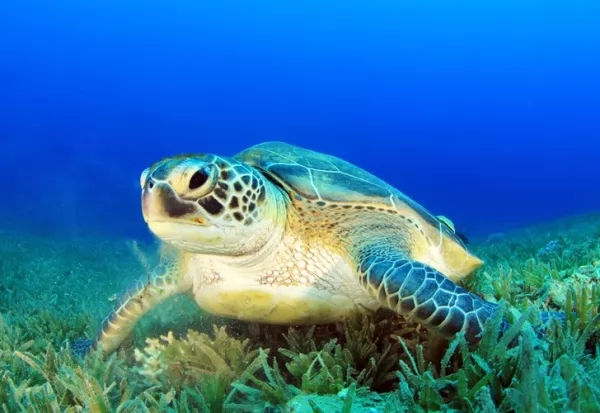 السلاحف البحرية الخضراء هي نوع من السلاحف البحرية