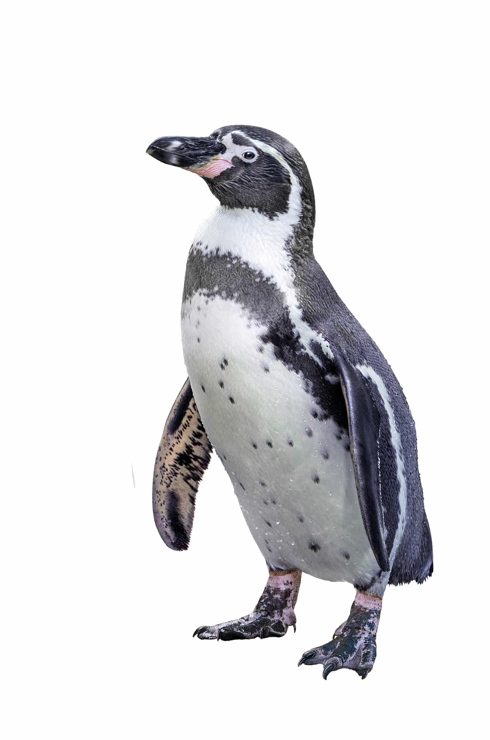  Humboldt-penguin-sca