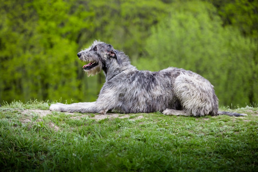 كلب صيد الذئب الإيرلندي