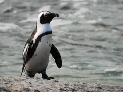  حقائق طائر البطريق الأفريقي African_penguin-400x300-1
