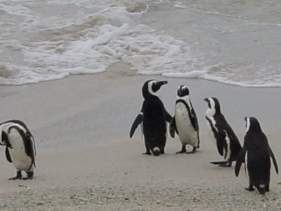  حقائق طائر البطريق الأفريقي African_penguin5-400x300-1