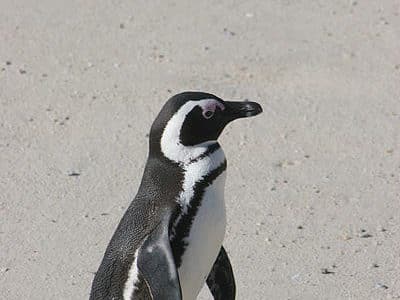  حقائق طائر البطريق الأفريقي African_penguin6-400x300-1