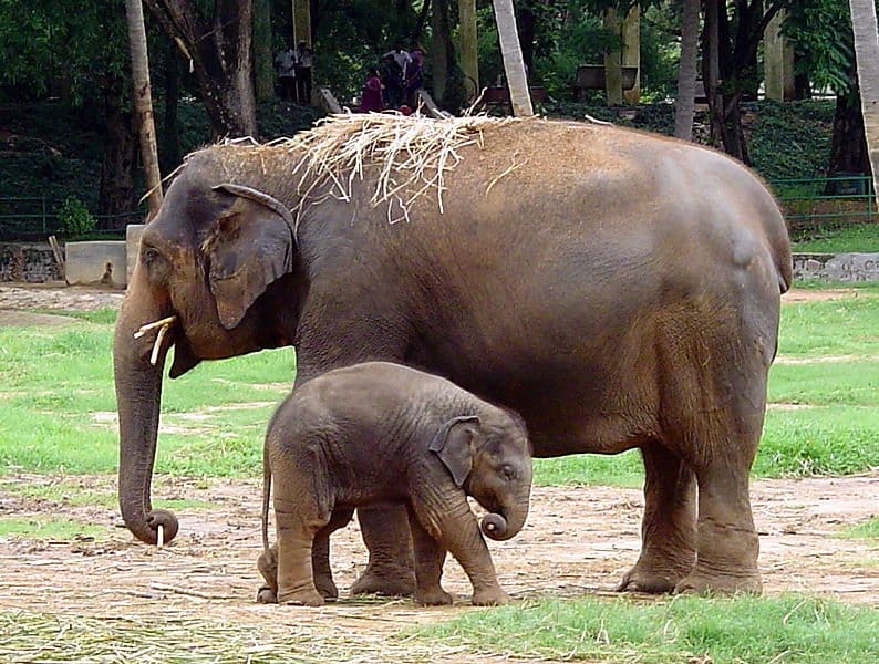 indian_elephant1.jpg