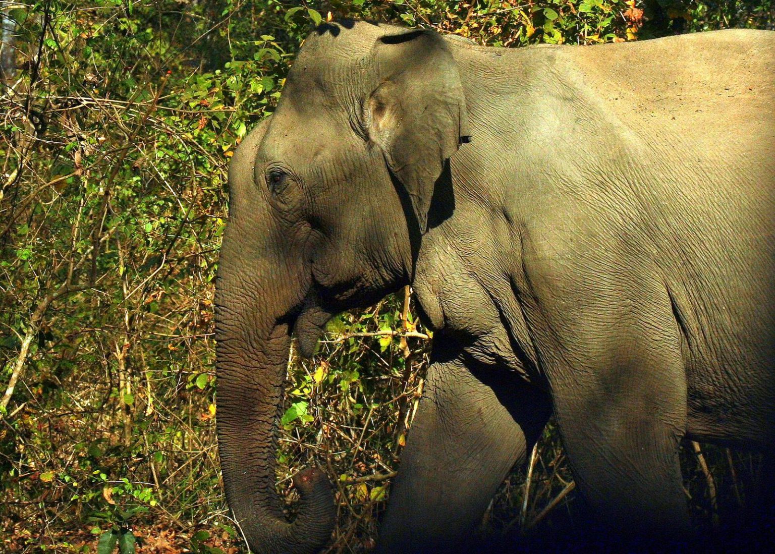 indian_elephant_10-1