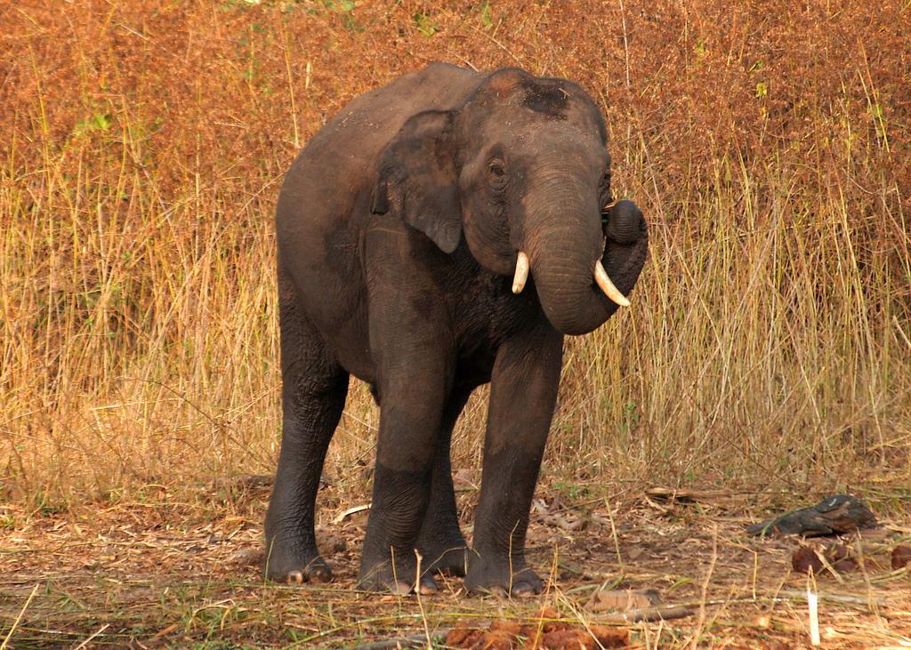 Indian elephant