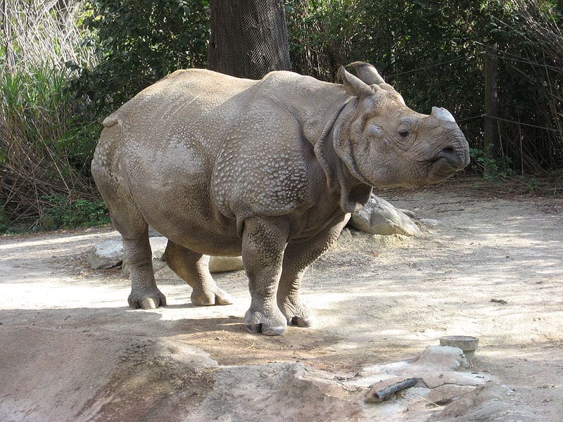    indian_rhinoceros1.j