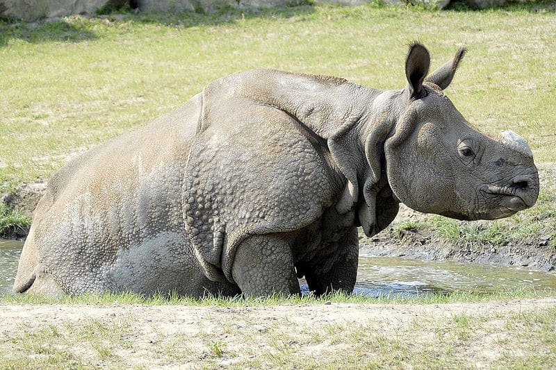 وحيد القرن الهندي