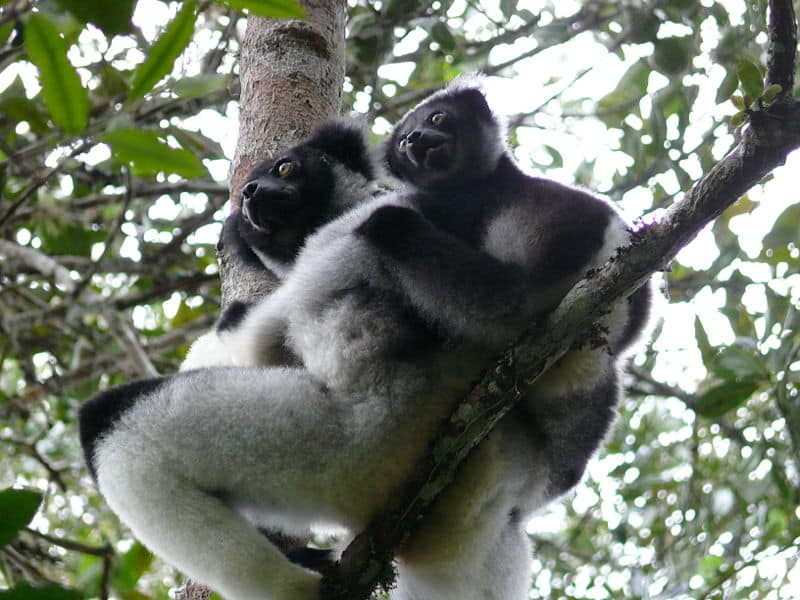  indri.jpg