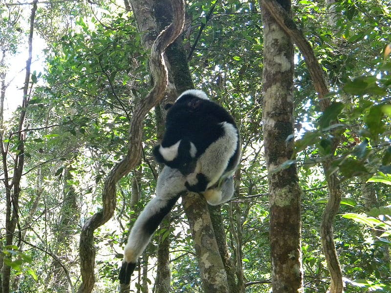  indri4.jpg