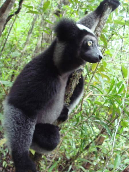  indri5.jpg