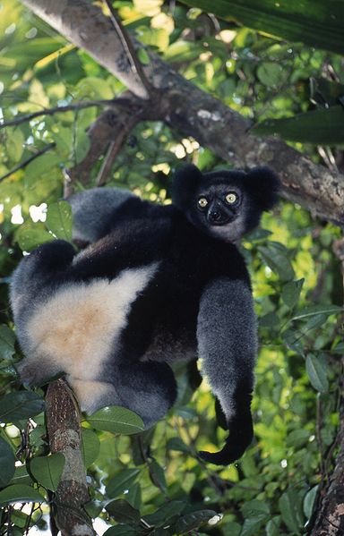  indri6.jpg