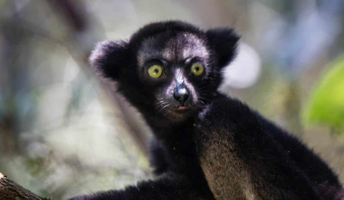  indri_7-1200x700.jpg