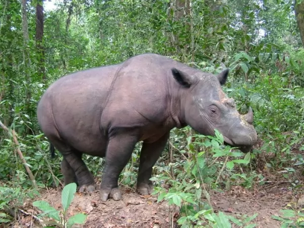 وحيد القرن السومطري