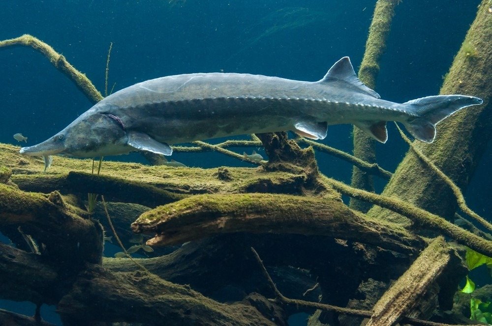 Avrupa mersin balığı (Huso huso) olarak da adlandırılan bir Beluga mersin balığının sualtı portresi