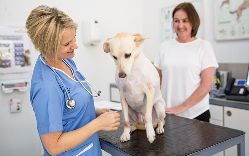 طبيب بيطري يفحص الكلب المصاب بخلل التنسج الوركي