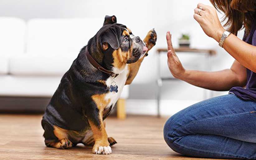 تدريب الكلاب على مبادئ علم النفس
