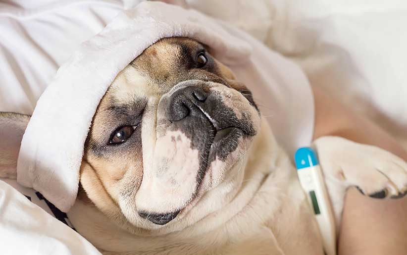 انفلونزا الكلاب ونزلات البرد