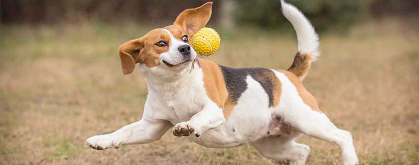 تعمل الكلاب المستردّة للقبض على كرة التنس