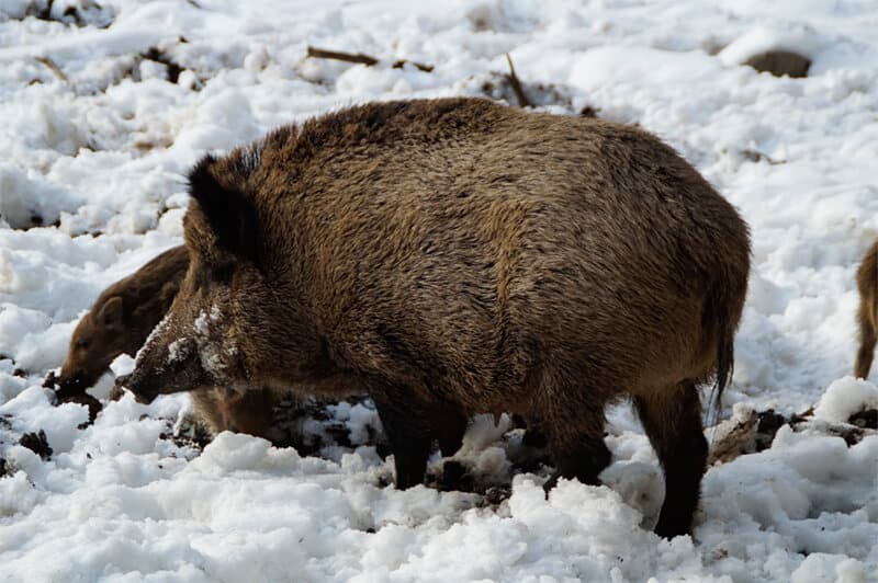 Wild boar living in snowy area