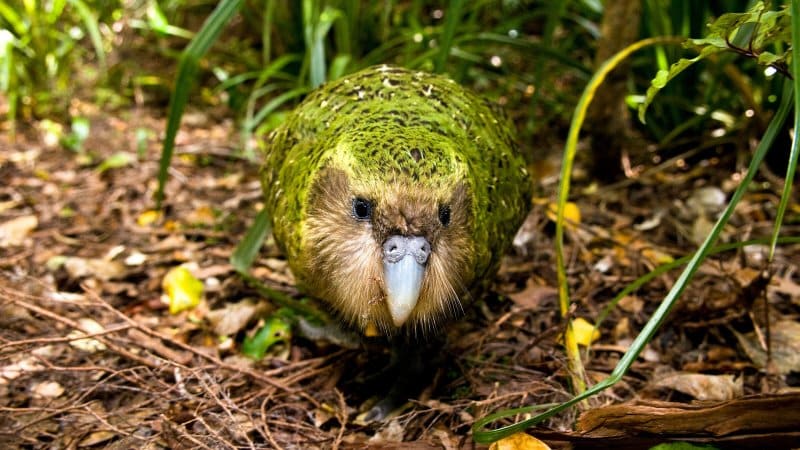 Image of a kakapo head-on