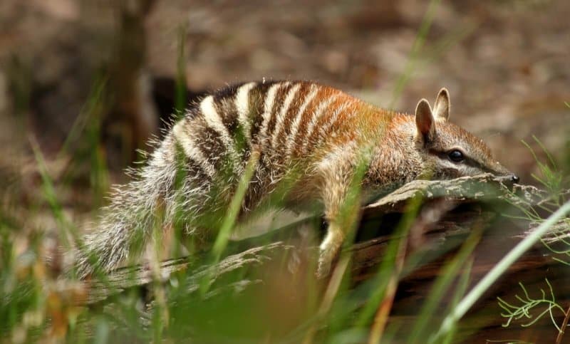 Image of a numbat resting